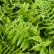 Hardy Fern Athyrium filix-femina